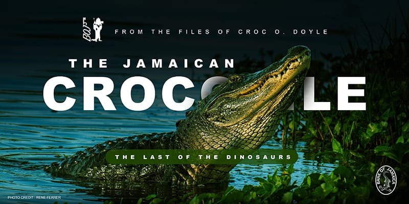 jamaican-croc